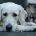 How to treat your dog’s fear of loud noises