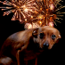 Combatting a fear of fireworks or loud noises in dogs