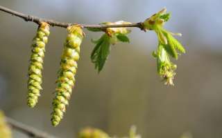 Risultati immagini per HORNBEAM BACH