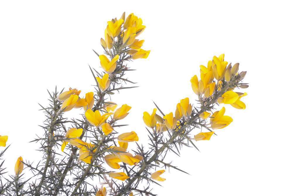 Bach Flower Essence Gorse is used to help those who lack selfbelief